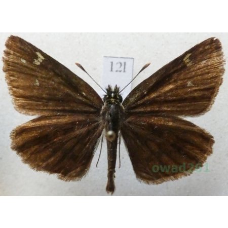 Heteropterus morpheus (Pallas, 1771) Rojnik morfeusz Czech12l